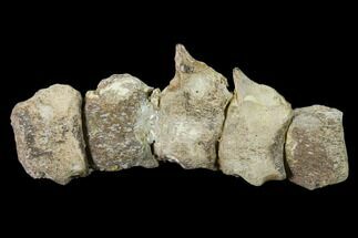 Five Articulated Mosasaur (Platecarpus) Caudal Vertebrae - Kansas #136435