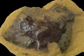 Cretaceous Fossil Leaf (Viburnum) - Dakota Sandstone, Kansas #136452