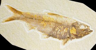 Fossil Fish (Knightia) - Green River Formation - Wyoming #136755