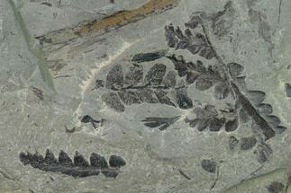 Fossil Flora (Neuropteris & Mariopteris) Plate - Kentucky #136824