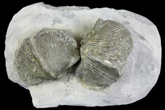 Two Pyrite Replaced Brachiopod (Paraspirifer) Fossils on Shale - Ohio #136659