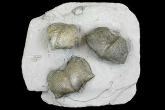 Pyrite Replaced Brachiopod (Paraspirifer) Fossils on Shale - Ohio #136660