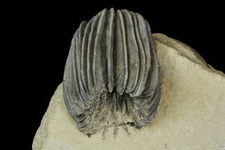 Crinoid (Gennaeocrinus) Fossil - Arkona, Canada #137269