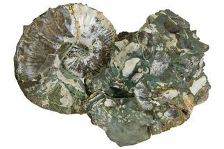 Fossil Ammonites (Hoploscaphites & Sphenodiscus) - South Dakota #137273