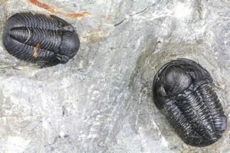 Two Detailed Gerastos Trilobite Fossil - Morocco #134099