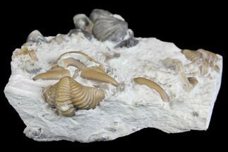 Calymene Trilobite & Brachiopods - Waldron Shale #137693