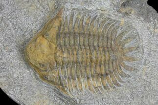 2" Ordovician Eccoptochile Trilobite - Morocco - Fossil #137696
