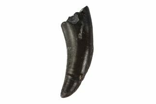 Permian Reptile Tooth - Oklahoma #137641