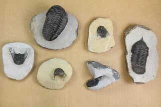 Lot: Misc Devonian Trilobites From Morocco - Pieces #138366