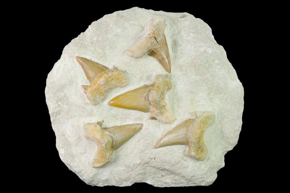 5.6" Fossil Mackerel Shark (Otodus) Teeth Remounted On Rock (138519