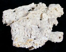 Small Fossil Coral Colony (Thecosmilia) - Jurassic #9669