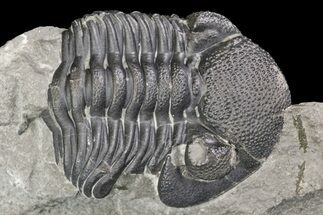 Partial, Eldredgeops Trilobite Fossil - New York #138794