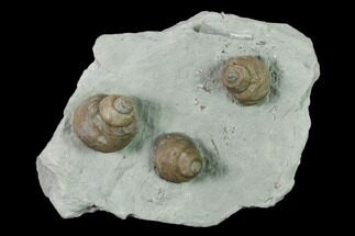 Three Gastropod (Cyclonema) Fossils Mounted On Shale - Ohio #138846