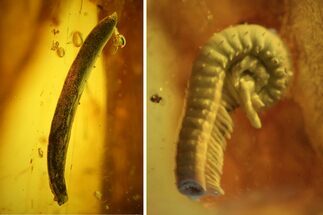 Detailed Fossil Millipede (Diplopoda) and Leaf in Baltic Amber #139060