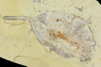 Miocene Fossil Leaf - Augsburg, Germany #139164
