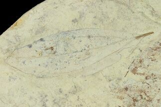 2.3" Miocene Fossil Leaf (Cinnamomum) - Augsburg, Germany - Fossil #139266