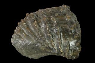 1.95" Jurassic Bivalve (Scaphotrigonia) - Bouxwiller, France - Fossil #139395