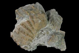2" Jurassic Bivalve (Scaphotrigonia) - Bouxwiller, France - Fossil #139406
