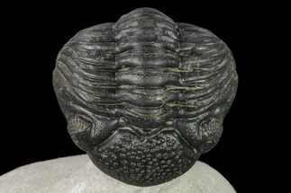 Enrolled, Pedinopariops Trilobite - Mrakib, Morocco #138087