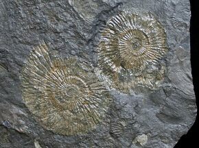 Multiple Plate Of Dactylioceras Ammonites #9708