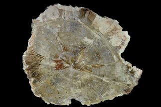 12.1" Detailed Petrified Wood (Araucaria) Round - Madagascar  - Fossil #140336