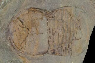 Pelagic Trilobite (Cyclopyge) Fossil - Huge Example #140524