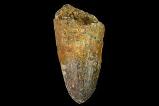 Partially Rooted, Cretaceous Fossil Crocodile Tooth - Morocco #140560