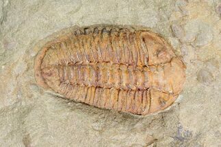 Ordovician Trilobite (Colpocoryphe?) - Zagora, Morocco #141856