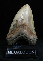 MEGA - Inch Megalodon Tooth #1597