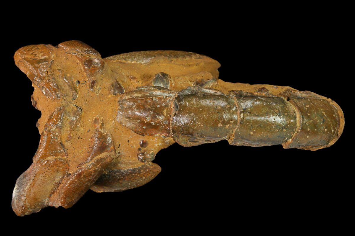 3.3" Fossil Mud Lobster (Thalassina) Australia (141041) For Sale