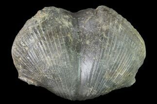 Huge, Pyrite Replaced Brachiopod (Paraspirifer) Fossil - Ohio #142144