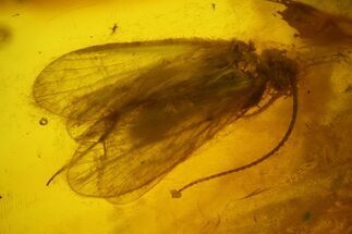 Fossil Caddisfly (Trichoptera) & Fly (Diptera) in Baltic Amber #142202