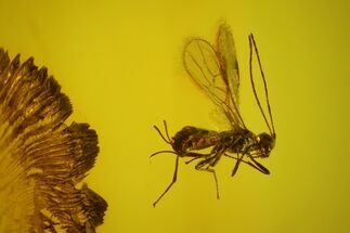 Fossil Archwasp (Hymenoptera) In Baltic Amber #142232