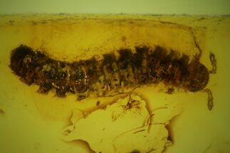 Fossil Centipede (Chilopoda) & Springtail (Collembola) Baltic Amber #142240