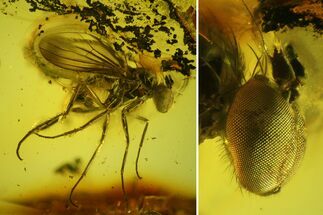 Detailed Fossil Fly (Diptera) In Baltic Amber - Excellent Eyes! #142257