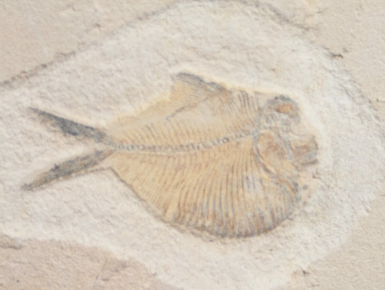 Pycnodontid Fish 1.5