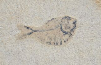 Pycnodontiform Fish Fossil - Morocco #9839