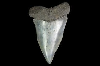 Huge, Fossil Mako Shark Tooth - South Carolina #142318