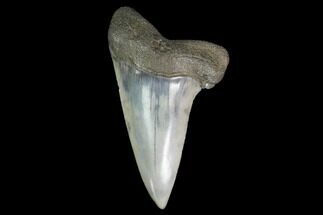 Fossil Mako Tooth - Lee Creek (Aurora), NC #142325