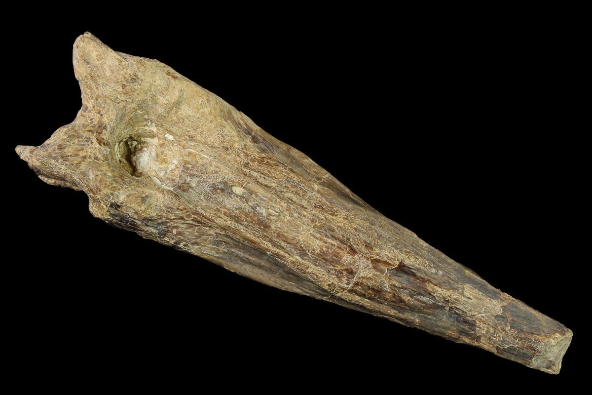 5" Fossil Xiphactinus (Cretaceous Fish) Tail Spine - Kansas (#142489) For  Sale - FossilEra.com