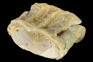 Large, Fossil Xiphactinus (Cretaceous Fish) Vertebra - Kansas #142503