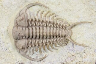 Rare, Gabriceraurus Trilobite Fossil - Wisconsin #142748