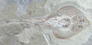 Guitar Ray (Rhinobatos) Fossil - Lebanon #9876