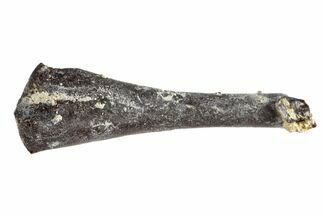 Permian Reptile Limb Bone - Oklahoma #143017