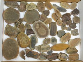 Lot: Mazon Creek Fossil Ferns - + Pieces #140732