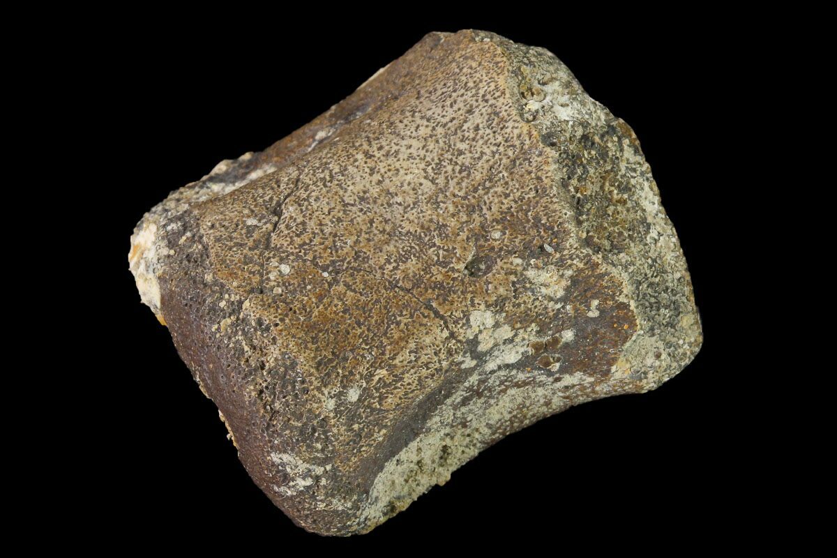 hadrosaur fossil