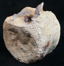 Edmontosaurus Vertebra - South Dakota #9881