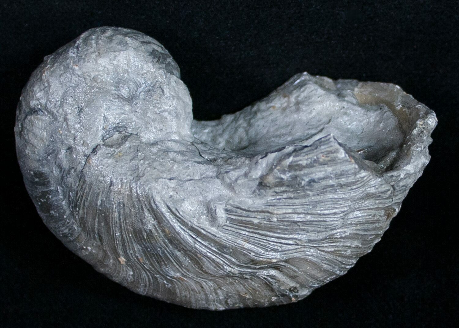 dinosaur toenail fossil
