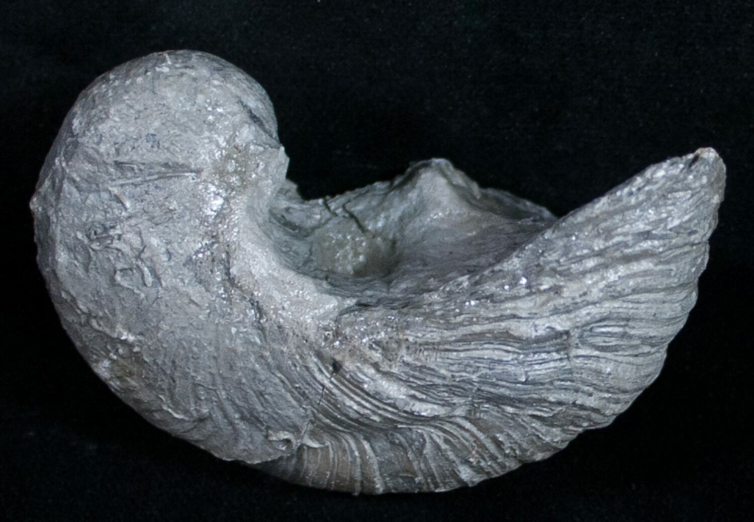 dinosaur toenail fossil