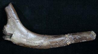 Thescelosaurus Rib Section - Long #9942